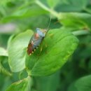 뽕잎 막국수 이미지