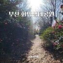 화신중학교 | 부산 화명생태공원 겨울 동백꽃 동백나무 명소 꽃구경 후기