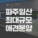 카카오독 | 플레이독파주본점 직접 방문 후기, 파주 강아지 분양 고민이라면