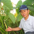 토란