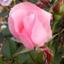 장미공원B 이미지