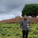 시바견 전문 가도켄넬 이미지