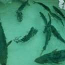 동해활어 이미지