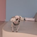 포근하개 | 여수 반려동물 호텔, 여수 애견호텔 &#39;포근하개&#39; 후기 !!