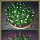 소사보건소(소사구청) 이미지