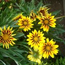 가자니아 이미지