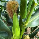 구일농장2 이미지