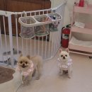 하비나 코지 이미지