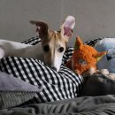 펫마트부천점 이미지