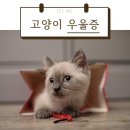 AMI PET 이미지