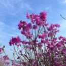 봉우제 | 여수 영취산 등산코스 진달래 군락지 꽃구경 여수 여행