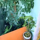 대영반점 | 대영반점 (군산 시청 중국집, 조촌동 음식점)