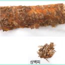 쉬즈신