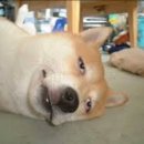 멍,멍# 이미지