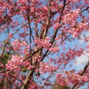 대만벚나무, 분홍벚나무, 잔털벚나무 이미지