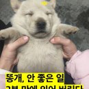 똥개