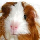 24시 폴 동물병원 이미지