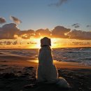 다독다독동물병원 이미지