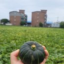 🌟 추천! 🌟 맛있는 파슬파슬 제주미니밤호박 드세요 ! ^^ 산지가격으로 저렴하게 드립니다 ! 이미지