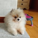 퍼피슈가 이미지