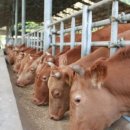 코리아축산 이미지