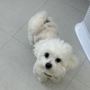 멍뭉한입 이미지