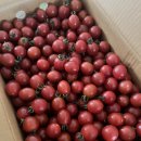 거꾸로경매 양솔방울님 유기농 방울토마토 이미지