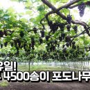 한그루 4500송이 포도나무 이미지