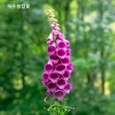 반 고흐와 棺繞木根 이미지