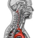 aortic arch and branches(대동맥활과 가지들) 이미지