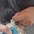 캣치유고양이미용호텔 이미지