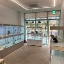 동탄강아지분양 도그데이 | 화성강아지분양 동탄강아지분양 도그데이 파티말티푸 분양받았어요!