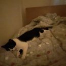 사임당로18길 18 이미지