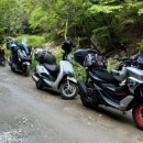 형제조류 이미지