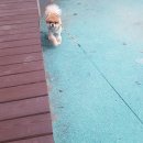 멍냥이 이발소 이미지