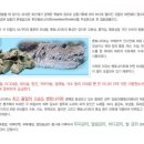 엘샤론 코리아 이미지