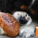 애견매니아 이미지