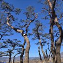 하늘과 소나무 | 소울로스터리 옥수수커피 소양강뷰와 재즈가 흐르는 소나무 숲 힐링 주문 꿀팁과 주의사항 가족 나들이...