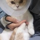 고양이 무마취 미용 냥털도둑 이미지