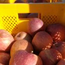 칡캐는오미자농부 이미지