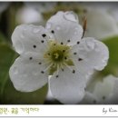 봄이화 이미지