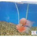 안중삼성유치원 이미지