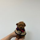 애견가족 이미지