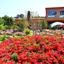 사라실라벤더단지 이미지