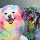 대구애견 이미지