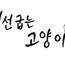 생선굽는고양이 네이버블로그