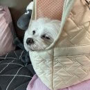 후다닭바베큐 이미지