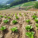 국보농장 이미지