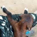 하늘소리목장 이미지