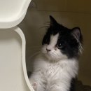 나의 첫 반려동물 (고양이 | 준비과정 | 초기비용 | 입양처 | 중성화 후기)